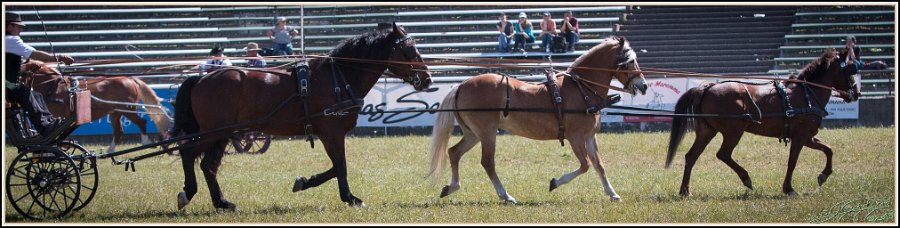 Pferd International 022